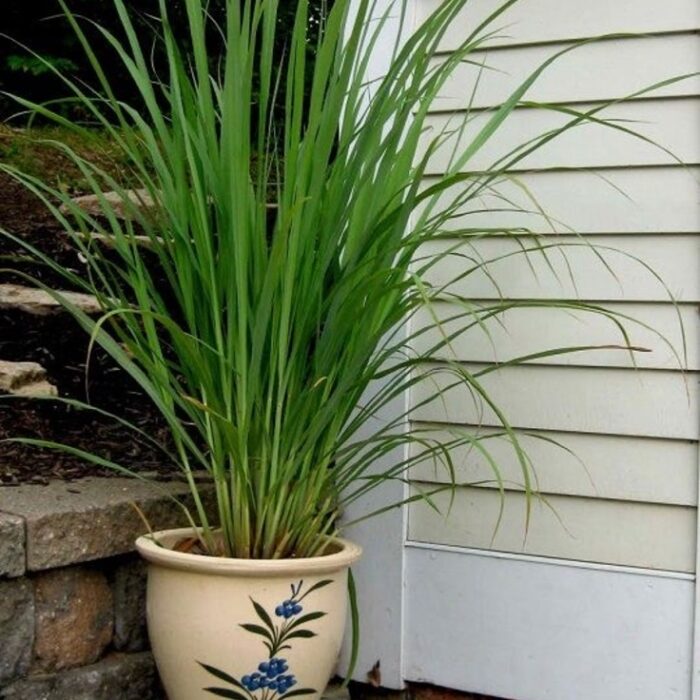 resize_Lemongrass