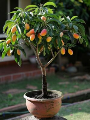 Mango