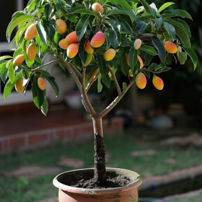 resize_Mango