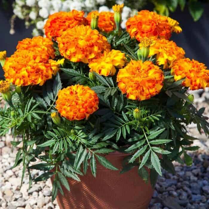 resize_Marigold resize_Marigold