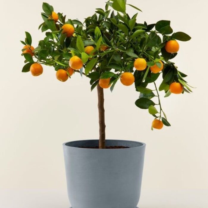 resize_Orange