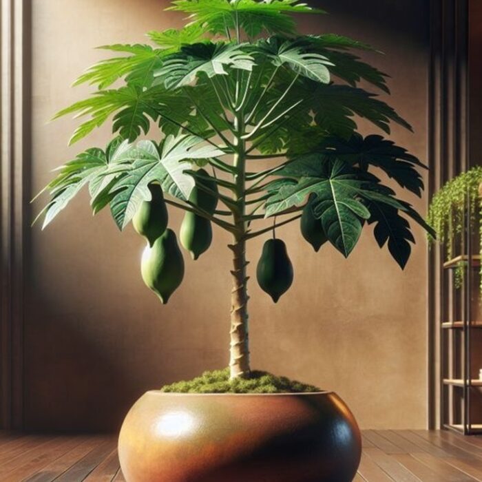 resize_Papaya