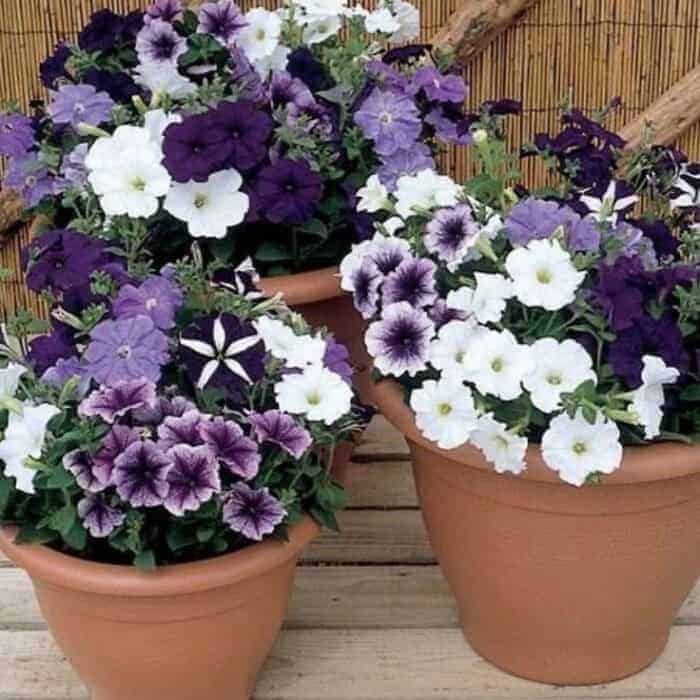 resize_Petunia resize_Petunia