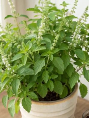 Tulsi (Holy Basil)