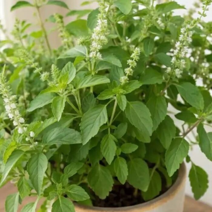 resize_Tulsi