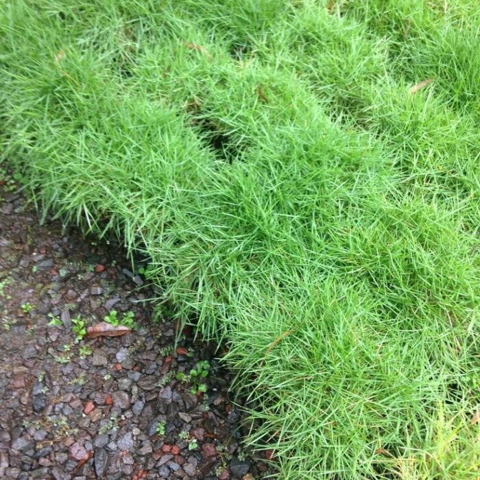 resize_Zoysia_tenuifolia