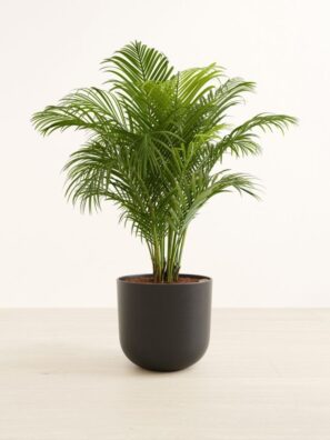 Areca Palm