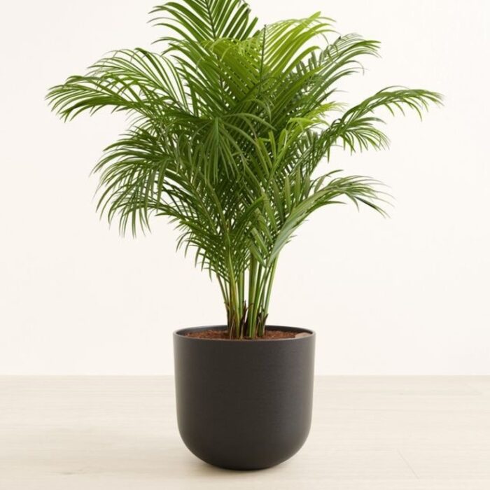resize_areca_palm