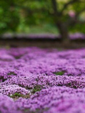 Creeping Thyme (per plant)