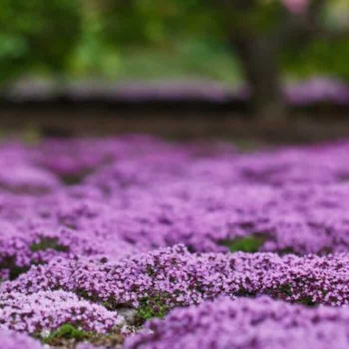 resize_creeping_thyme