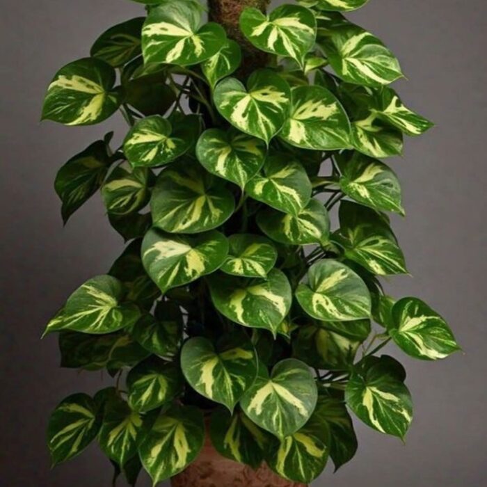 resize_money_plant